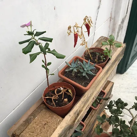 Fraleporte 4* Палермо